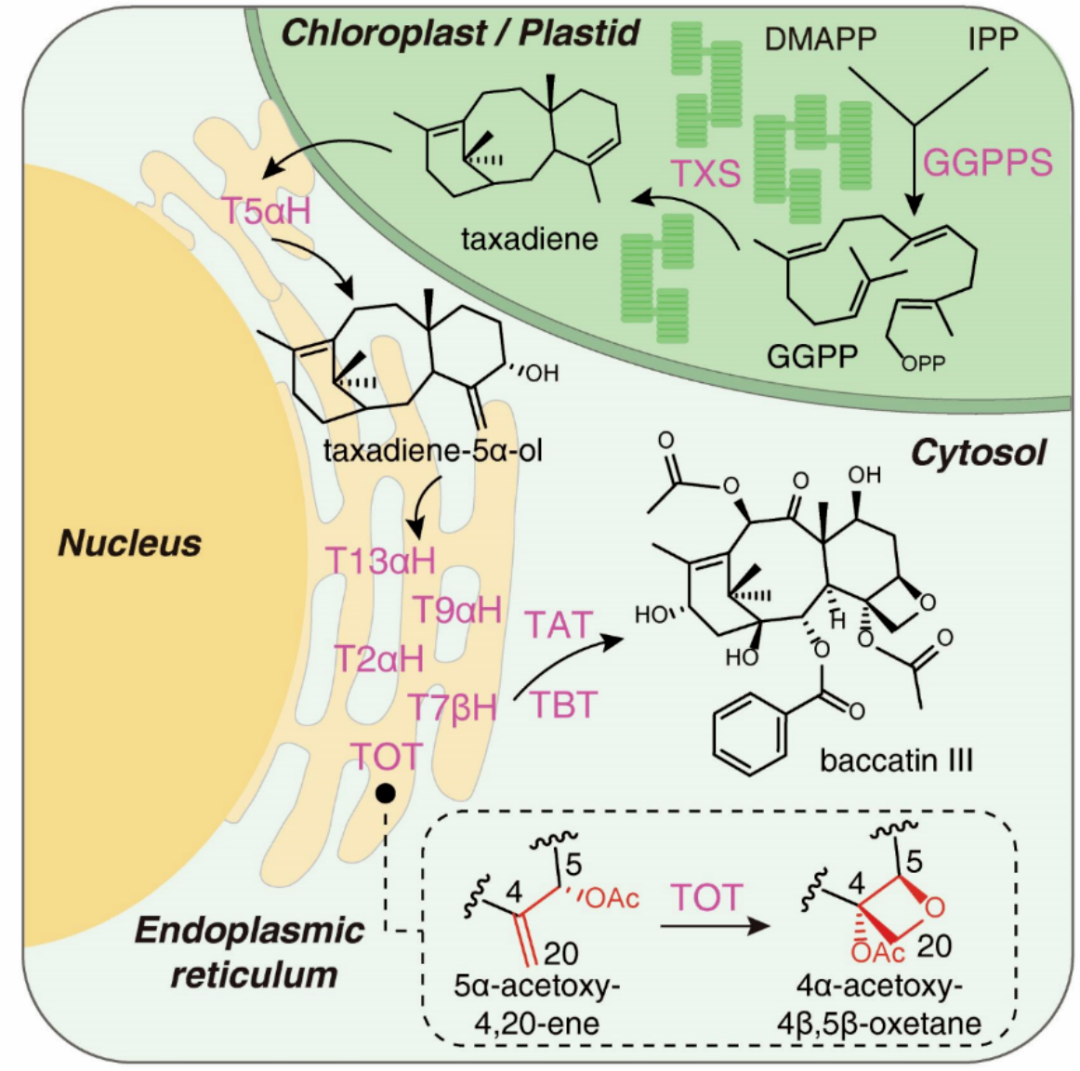 闡明紫杉醇的生物合成途徑（Science 2024）.png